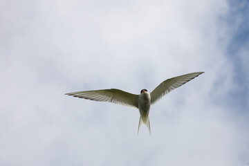 Küstenseeschwalbe / Arctic tern / Sterna paradisaea.