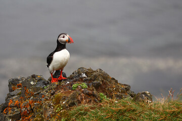 Papageitaucher / Atlantic puffin / Fratercula arctica