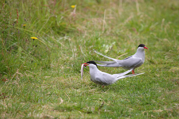 Küstenseeschwalbe / Arctic tern / Sterna paradisaea..
