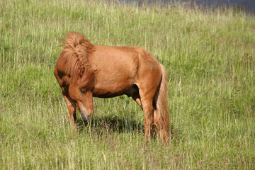 Islandpferd / Icelandic horse / Equus ferus caballus
