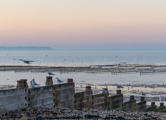 oyster farm and seagulls in a sunset