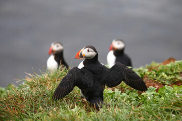 Papageitaucher / Atlantic puffin / Fratercula arctica