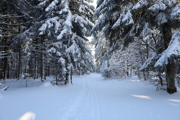View of a forest of Prat Peyrot which is a winter sports resort of the Cévennes in the departments of Lozère and Gard