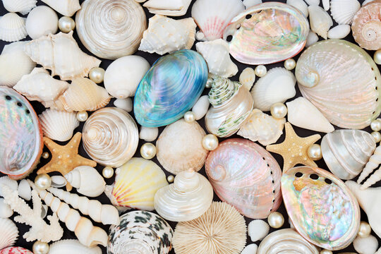 Large sea shell collection with oyster pearls composition forming an abstract background. Beautiful tropical nature composition. Top view, flat lay.