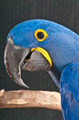 side view, close up, portrait of a hyacinth Macaw parrot head, beak and eye