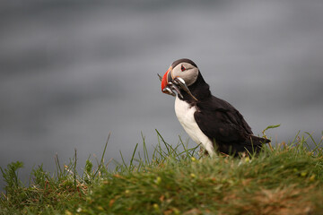 Papageitaucher / Atlantic puffin / Fratercula arctica..