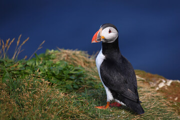 Papageitaucher / Atlantic puffin / Fratercula arctica