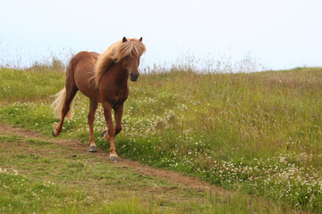 Islandpferd / Icelandic horse / Equus ferus caballus.