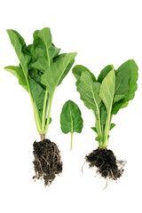 Organic spinach plants with earth root balls and leaves. Immune system boosting healthy vegetable food high in antioxidants, vitamins and minerals on white background.

