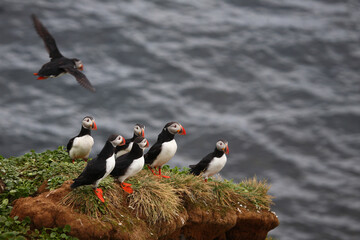 Papageitaucher / Atlantic puffin / Fratercula arctica