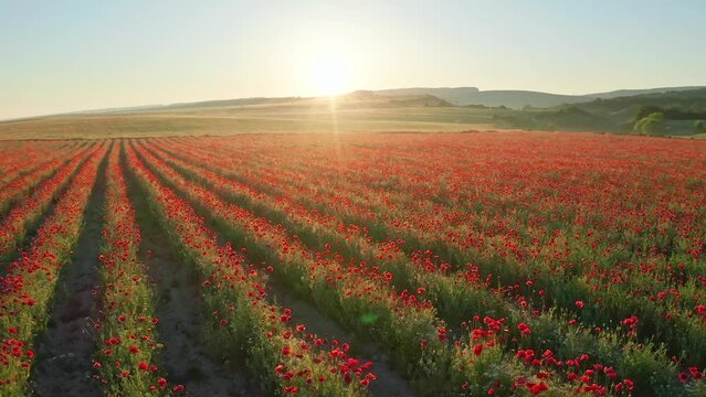 Rows of poppies flowers at sunset. Agricultural and landscape nature video.