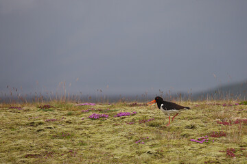 Austernfischer / Eurasian oystercatcher or Common pied oystercatcher / Haematopus ostralegus