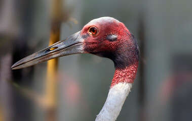 Indian Sarus Crane neck and head large beak. with blur background