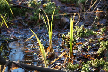 Herbstspaziergang am Silfinger See: Sumpfige Gegend