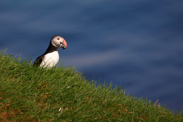 Papageitaucher / Atlantic puffin / Fratercula arctica..