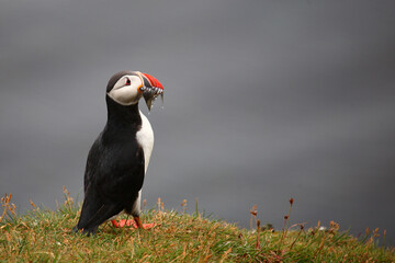 Papageitaucher / Atlantic puffin / Fratercula arctica..