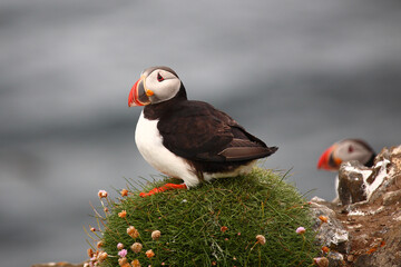 Papageitaucher / Atlantic puffin / Fratercula arctica