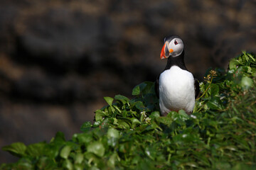 Papageitaucher / Atlantic puffin / Fratercula arctica