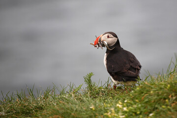 Papageitaucher / Atlantic puffin / Fratercula arctica..
