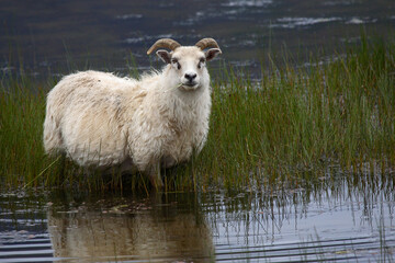 Schaf / Sheep / Ovis.