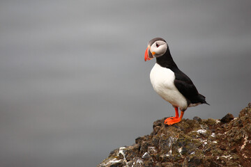 Papageitaucher / Atlantic puffin / Fratercula arctica