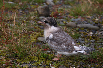 Küstenseeschwalbe / Arctic tern / Sterna paradisaea.