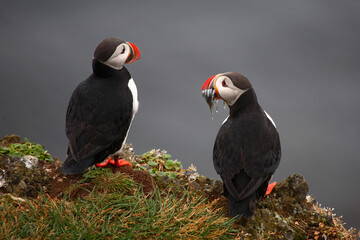 Papageitaucher / Atlantic puffin / Fratercula arctica..