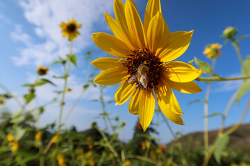 A European Honey Bee Pollinating a Sunflower with a Structures of the Plants Visible