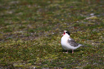 K&uuml;stenseeschwalbe / Arctic tern / Sterna paradisaea.