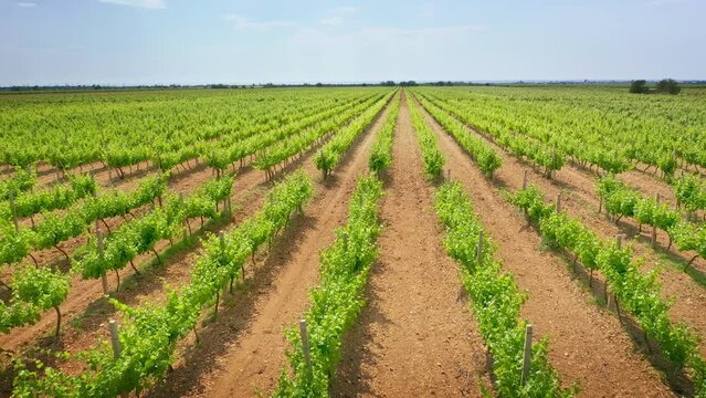 Vineyard agrecultural meadow. Narure aerial composition.