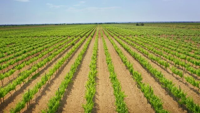 Vineyard agrecultural meadow. Narure aerial composition.
