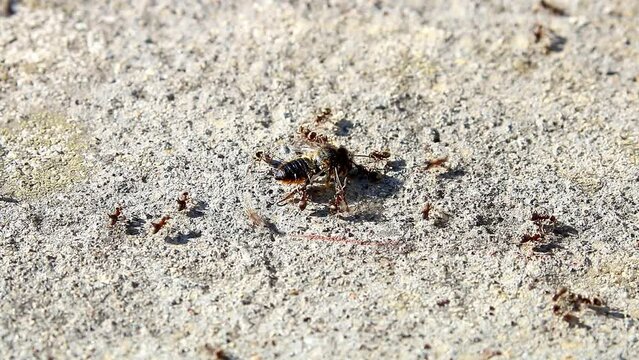 Black garden ants, scientific name; lasius niger, attack a weakened drone hover fly. Filmed in full sun causing the ants to move extremely fast.