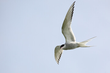 Obraz premium Küstenseeschwalbe / Arctic tern / Sterna paradisaea.