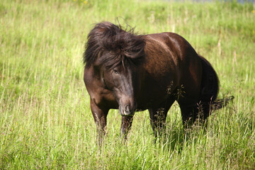 Islandpferd / Icelandic horse / Equus ferus caballus