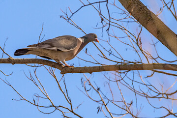 Common Wood Pigeon (Columba palumbus) in park