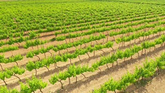 Vineyard agrecultural meadow. Narure aerial composition.