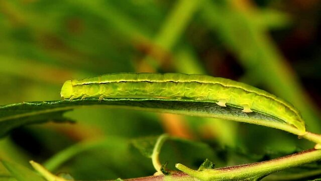 Herald Moth caterpillar. Scientific name Scoliopteryx libatrix. Caterpillar is resting in the afternoon sunlight after eating.