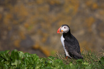 Papageitaucher / Atlantic puffin / Fratercula arctica