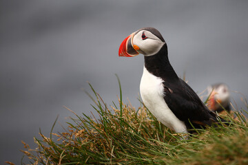 Papageitaucher / Atlantic puffin / Fratercula arctica