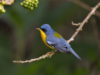 Tropical Parula - Setophaga pitiayumi - mariquita
