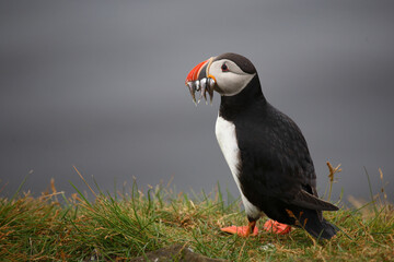 Papageitaucher / Atlantic puffin / Fratercula arctica..