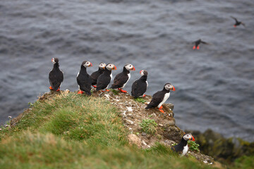 Papageitaucher / Atlantic puffin / Fratercula arctica