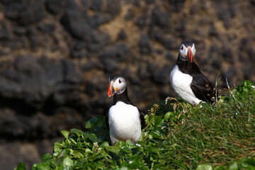 Papageitaucher / Atlantic puffin / Fratercula arctica