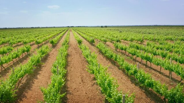 Vineyard agrecultural meadow. Narure aerial composition.