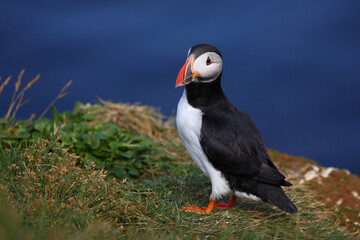 Papageitaucher / Atlantic puffin / Fratercula arctica