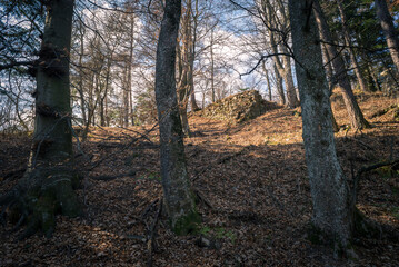  Old stone wall in the wood