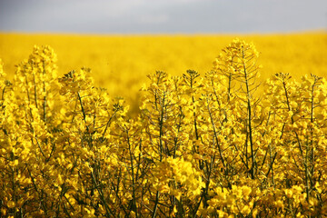 Obraz premium Solar summer morning. The bright yellow field of the blossoming colza.