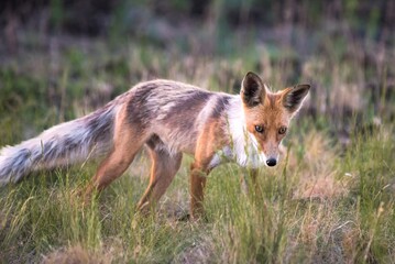 red fox in the woods