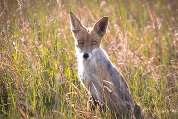 fox in the grass