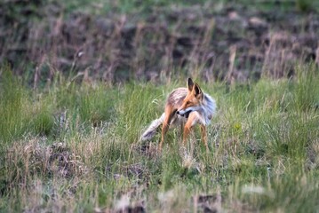 red fox in the wild